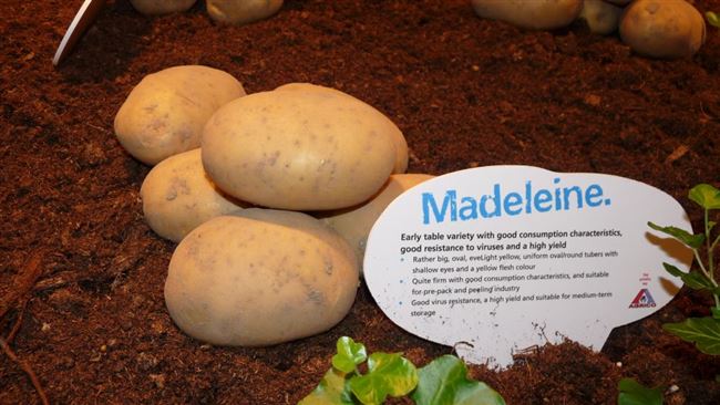 Характеристика сорта картофеля Маделина
