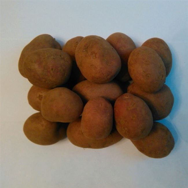 Описание сорта картофеля Маниту