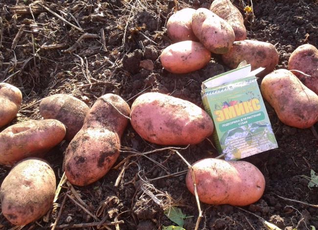 Как ухаживать за картофельными посадками