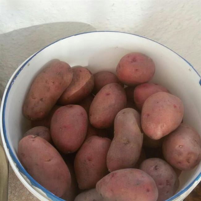 Описание картофеля Красавчик