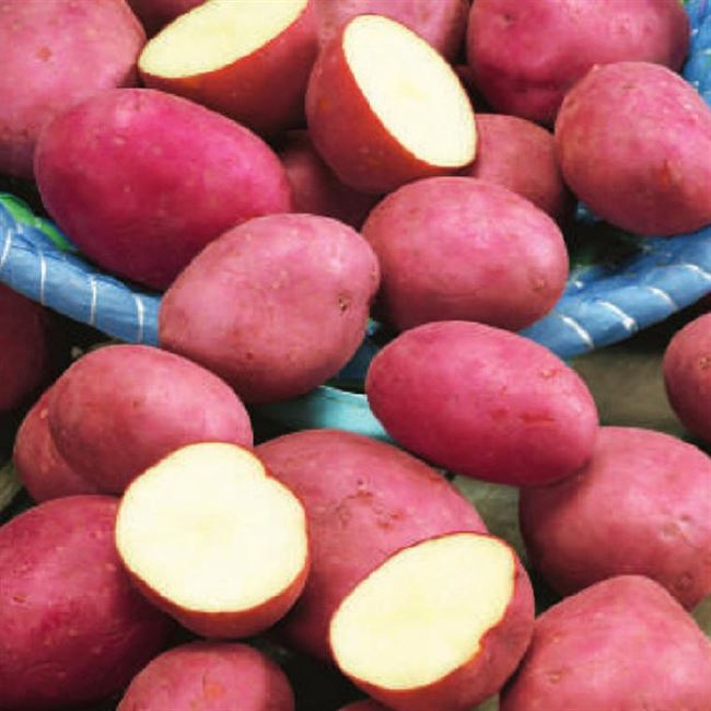 Отзывы овощеводов о картофеле Отрада