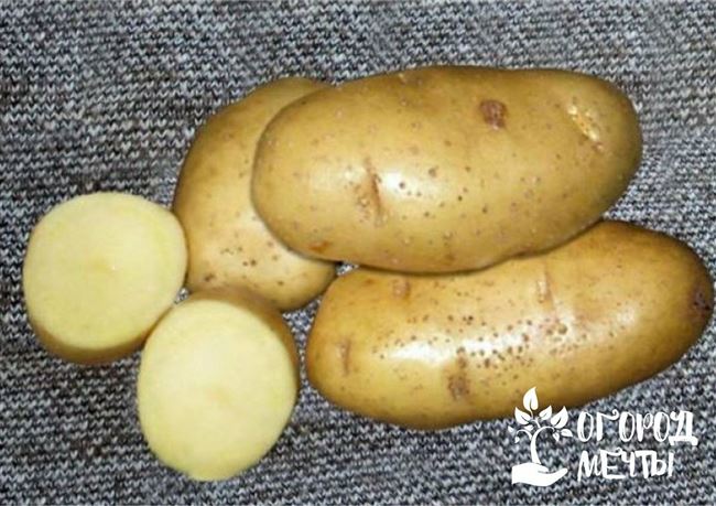 сорт картофеля погарский характеристика отзывы