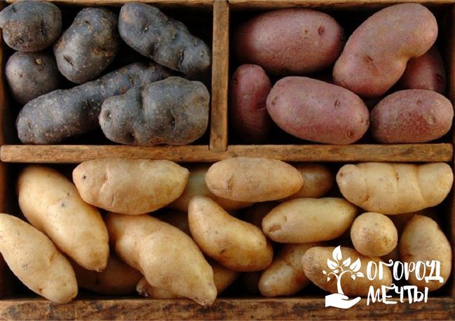 Как грамотно выбрать сорт картофеля на хранение на зиму?