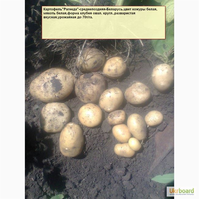 Необходимые условия для роста и плодоношения картошки Рогнеда
