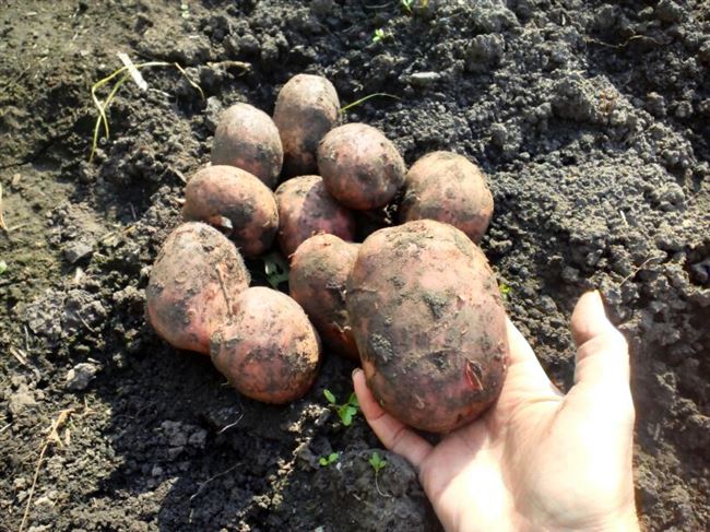 Дальнейший уход за картофелем Рамона в открытом грунте