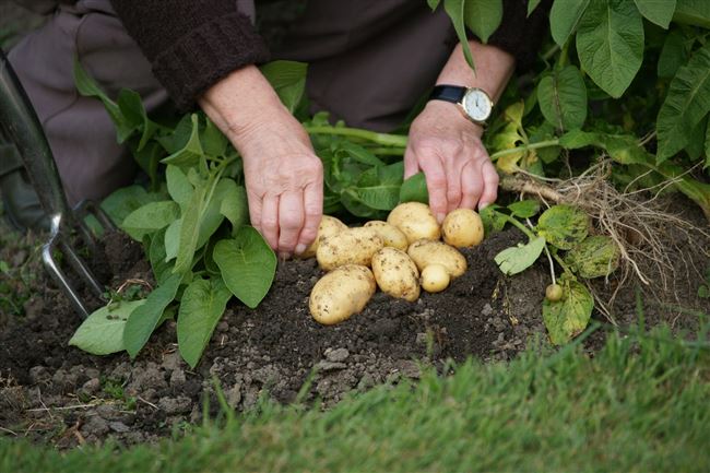 Видеосюжет о правильной посадке картофеля