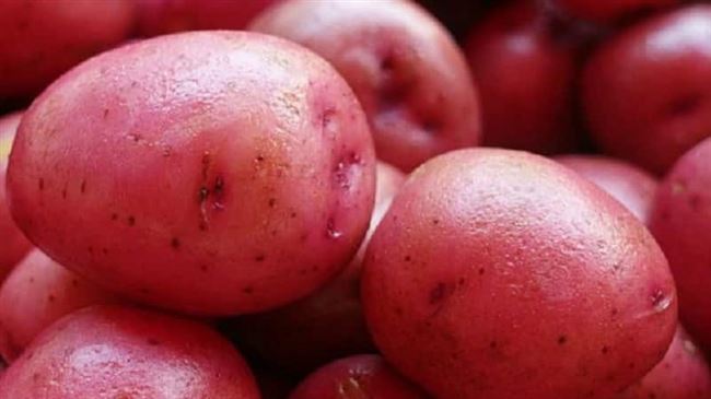 Посадка и выращивание картофеля сорта Ред Соня