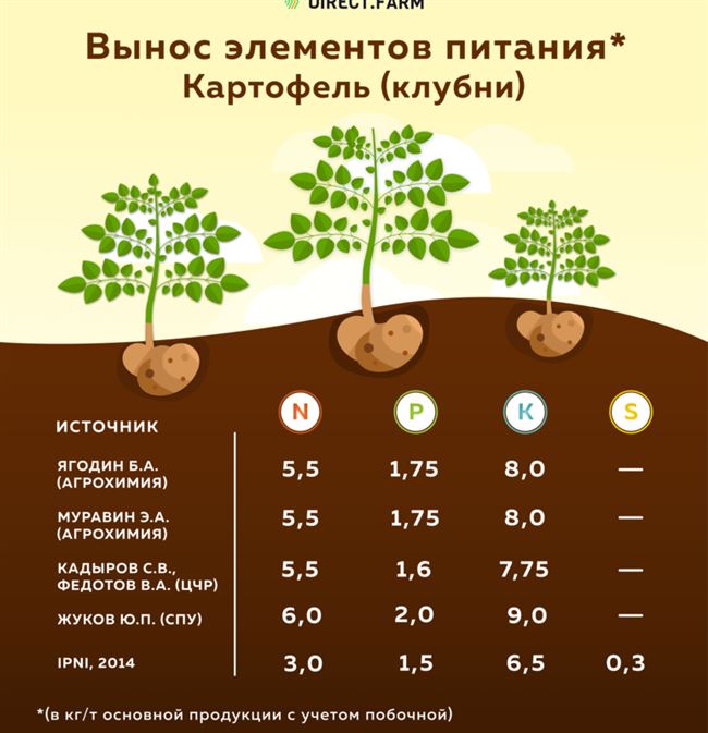 Время и схема посадки картофеля
