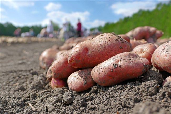 Высаживание картофеля Романо