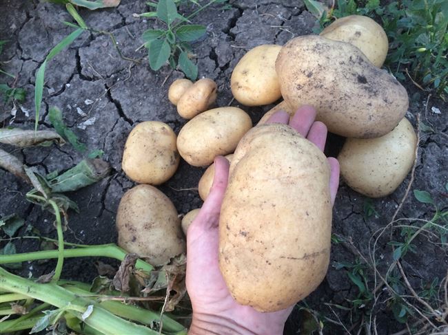 Посадка и выращивание картофеля сорта Радонежский
