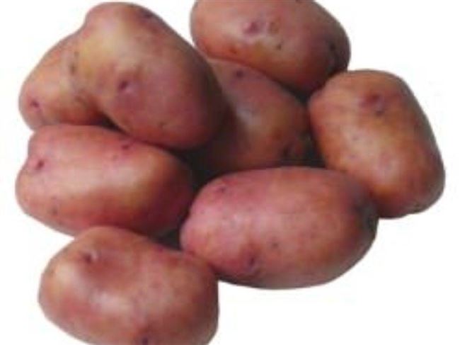 Описание сорта картофеля Рябинушка