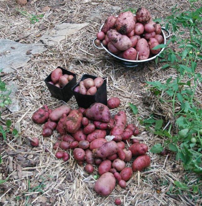 Посадка и уход за картофелем