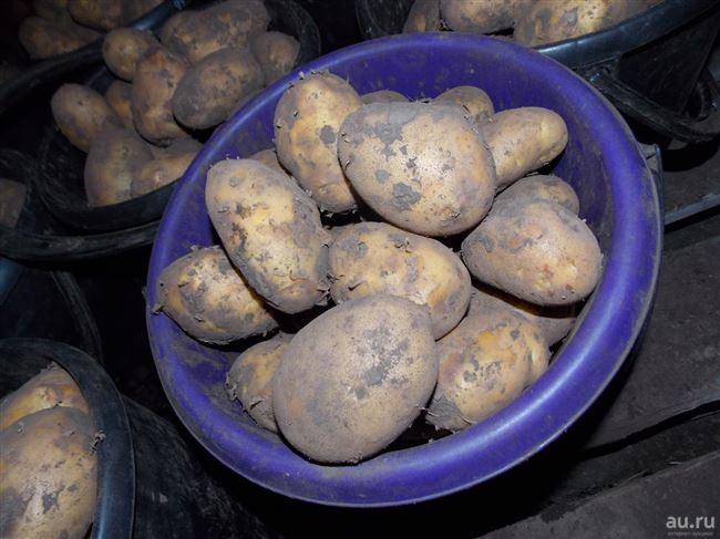 Отзывы о картофеле Санте