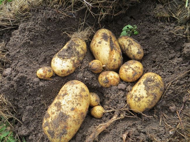 Видео: выращивание картофеля под мульчей