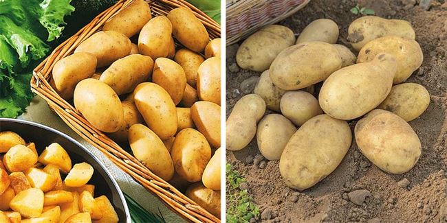 Характеристики картофеля Джелли