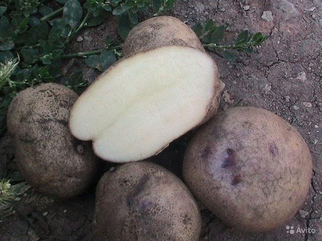 Посадка картошки