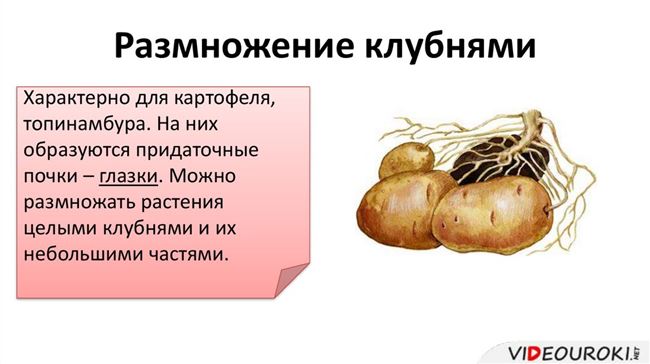 Размножение картофеля клубнями