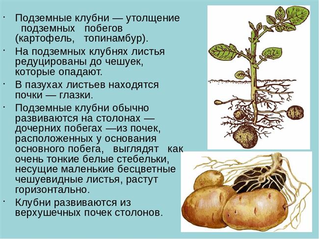 Какое размножение у картофеля