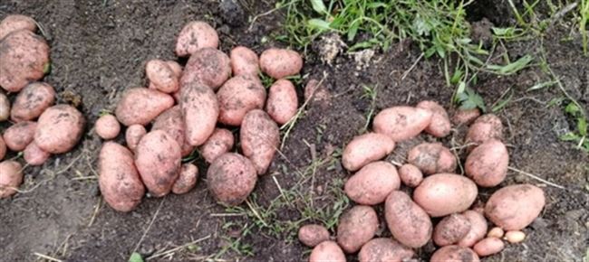  Посадка и выращивание картошки