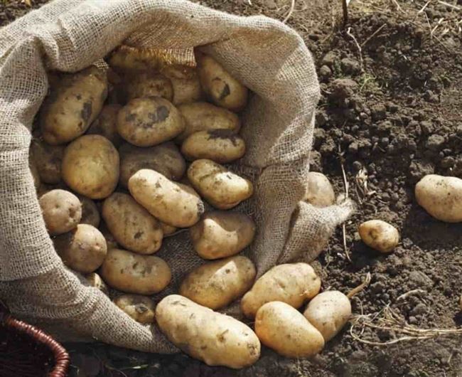 Видео: посадка картофеля