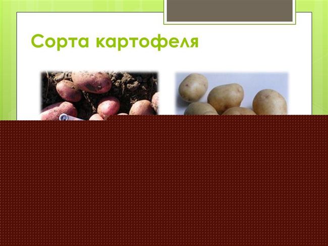 Генетика картофеля