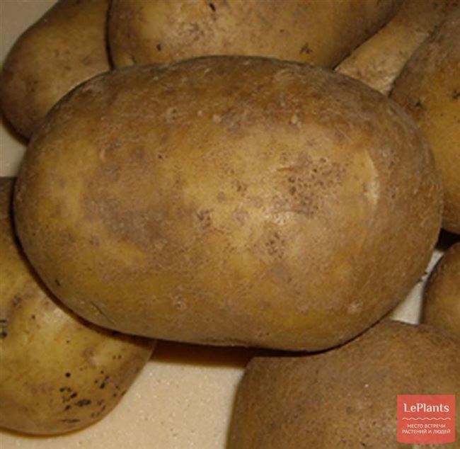 Описание и характеристики картофеля