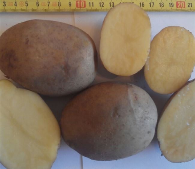 Высадка картофеля