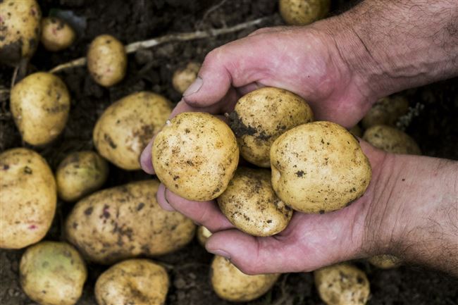 Посадка и выращивание картофеля