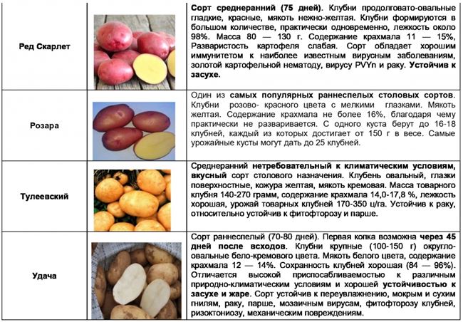 Устойчивость сорта картофеля Фаворит к заболеваниям и вредителям (таблица)