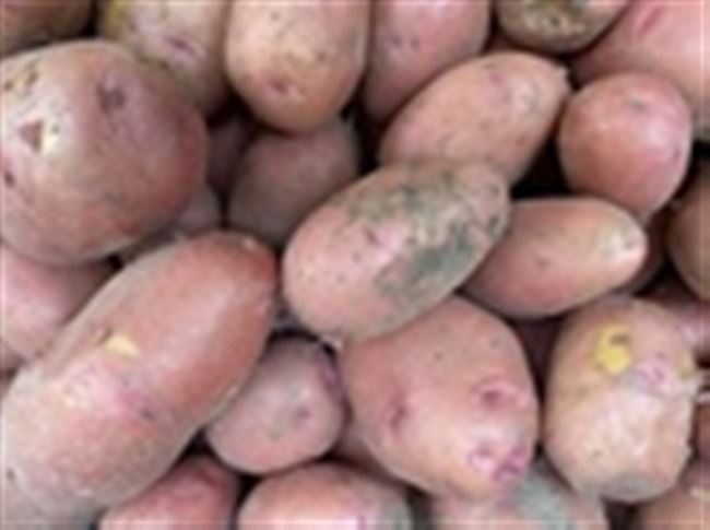 Подробное описание сорта картофеля Фаворит