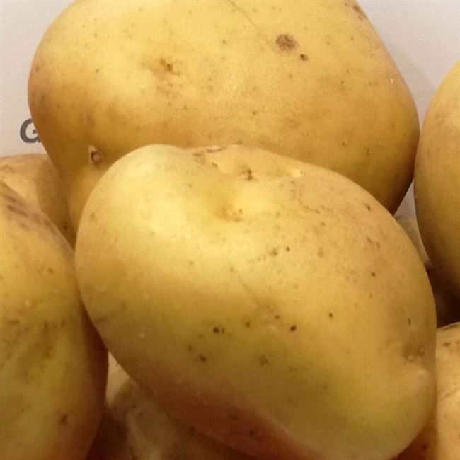 Описание и характеристика сорта картофеля Лаперла