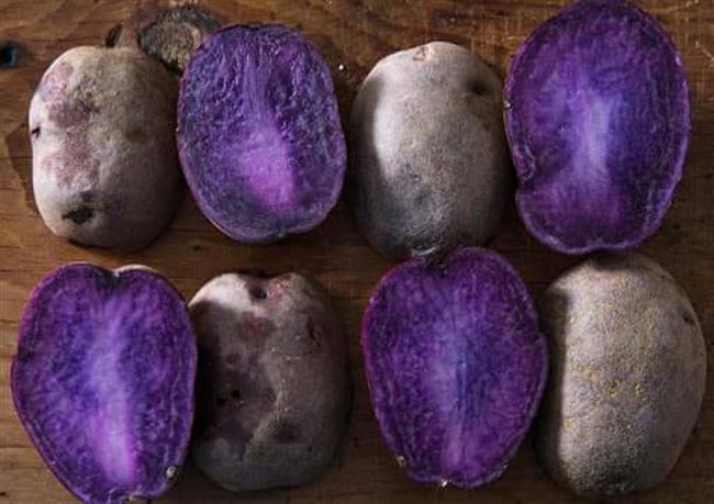 Разновидности фиолетового картофеля, его описание и характеристики