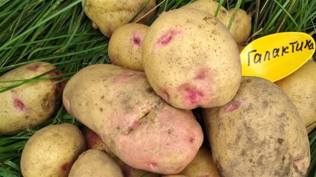Посадка и выращивание картофеля сорта Василий
