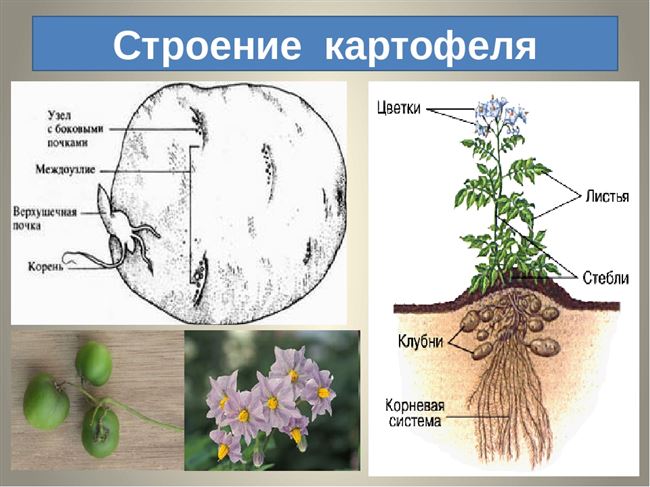 Картофель – описание и внешний вид. Строение растения и овоща