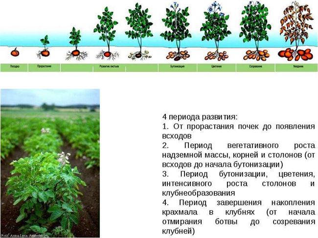 Особенности посадки, выращивания и ухода