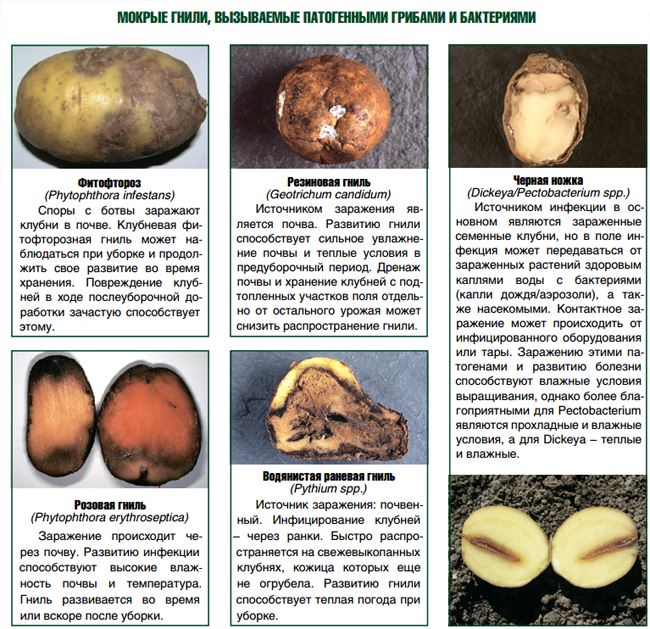 Причины болезни картофеля