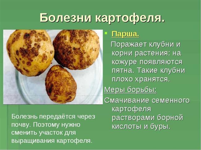 1. Сорта картофеля, устойчивые к заболеваниям