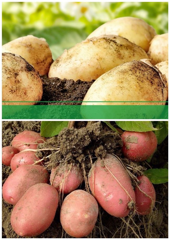 Народные средства для подкормки картофеля