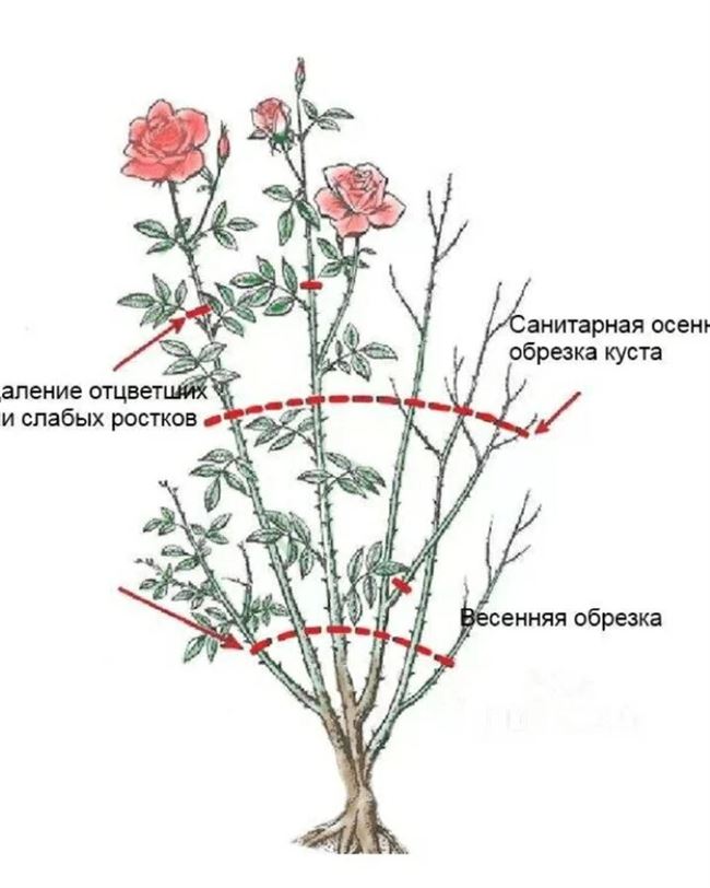 Как правильно формировать куст