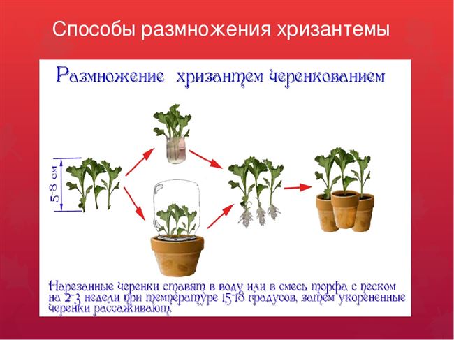 Как укоренить черенки