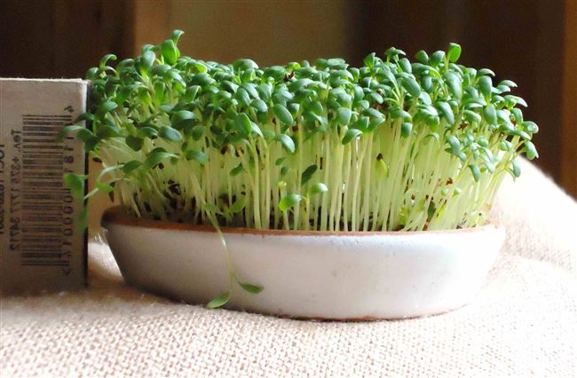 Выращивание кресс-салата из семян