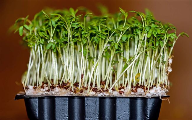 Выращивание кресс-салата в теплице