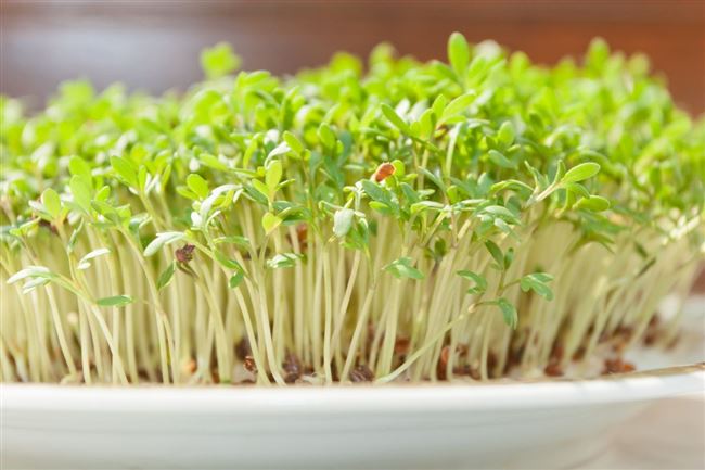 Методы выращивания кресс-салата