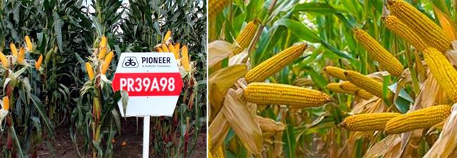 Характеристика разных сортов кукурузы Пионер