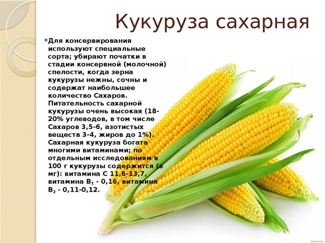 Виды, сорта и характеристики кукурузы