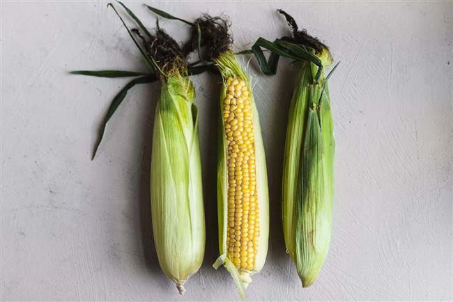 Как высушить початки кукурузы