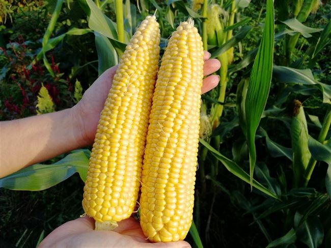 Как хранить початки кукурузы на зиму