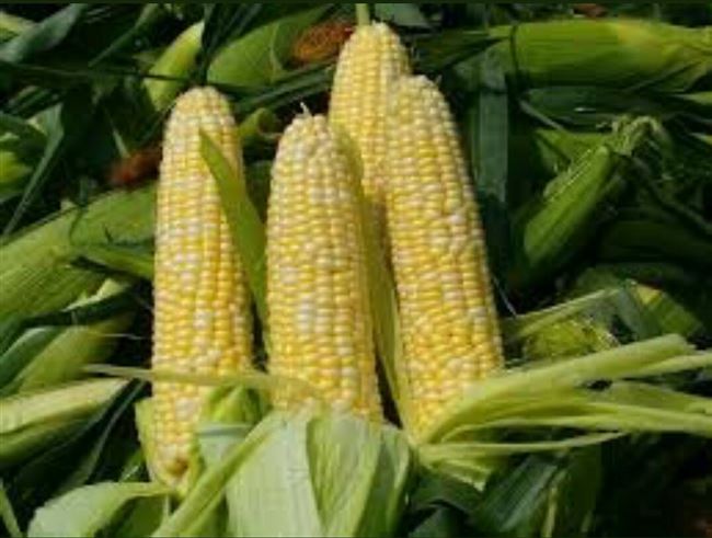 Хранение кукурузы в початках