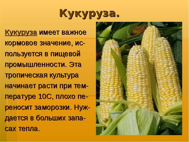 Кукуруза – описание и фото
