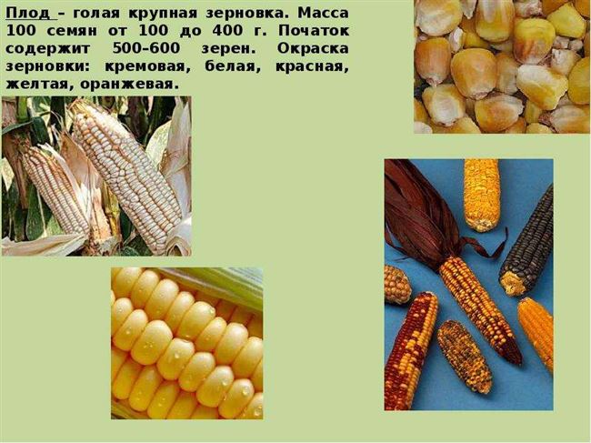 Виды, сорта и характеристики кукурузы